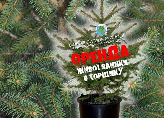У Франківську можна орендувати живі ялинки: кошти підуть на окопні свічки для ЗСУ