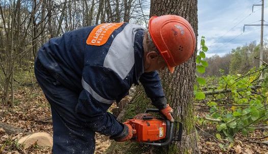 Прикарпатські енергетики планують розчистити понад 1600 км траси електроліній
