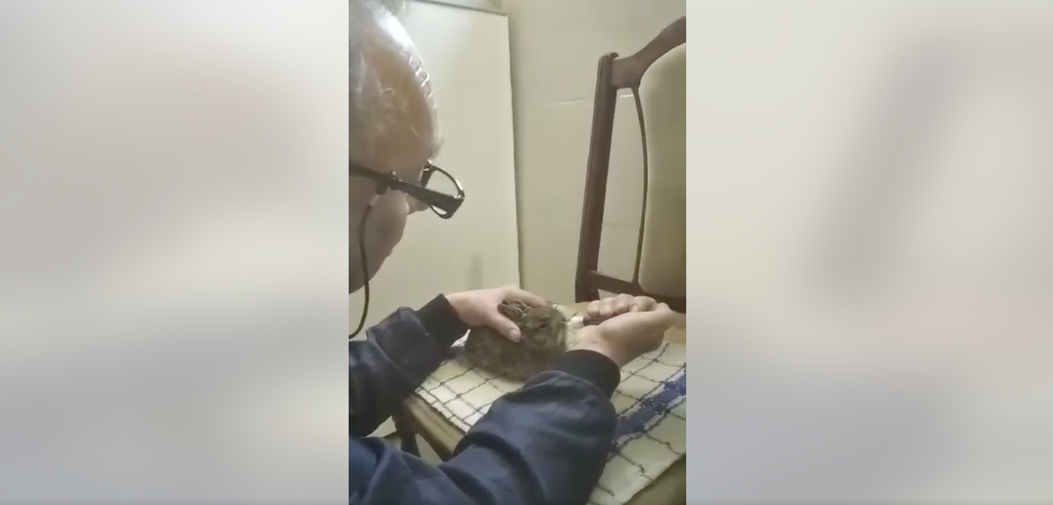 До Галицького нацпарку люди принесли зайченя: фахівці радять так не робити (ВІДЕО)