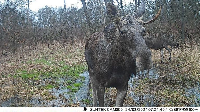 На Франківщині у фотопастку потрапив рідкісний в регіоні лось європейський