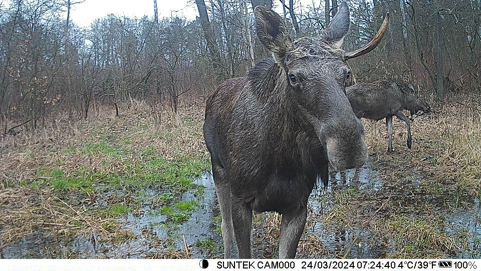 На Франківщині у фотопастку потрапив рідкісний в регіоні лось європейський
