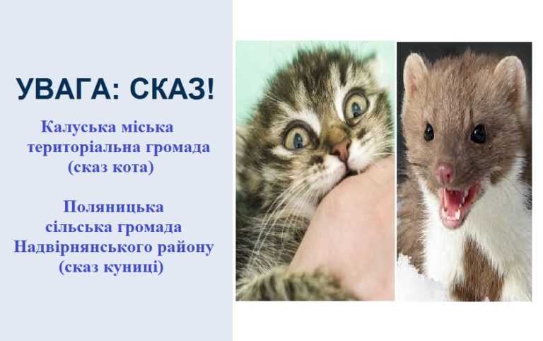На Калущині та Надвірнянщині виявили сказ кота та куниці