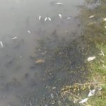 загибла риба у Сівці