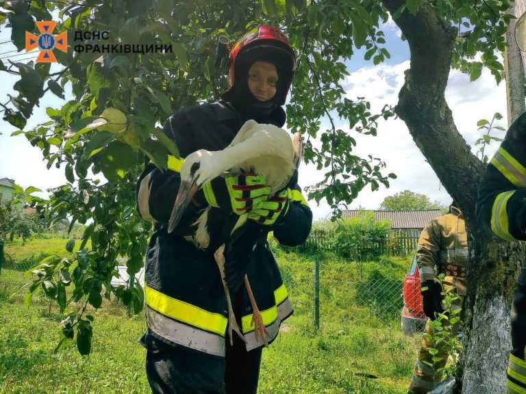 Надзвичайники врятували лелеченя, яке заплуталося в електричних дротах (ФОТО)