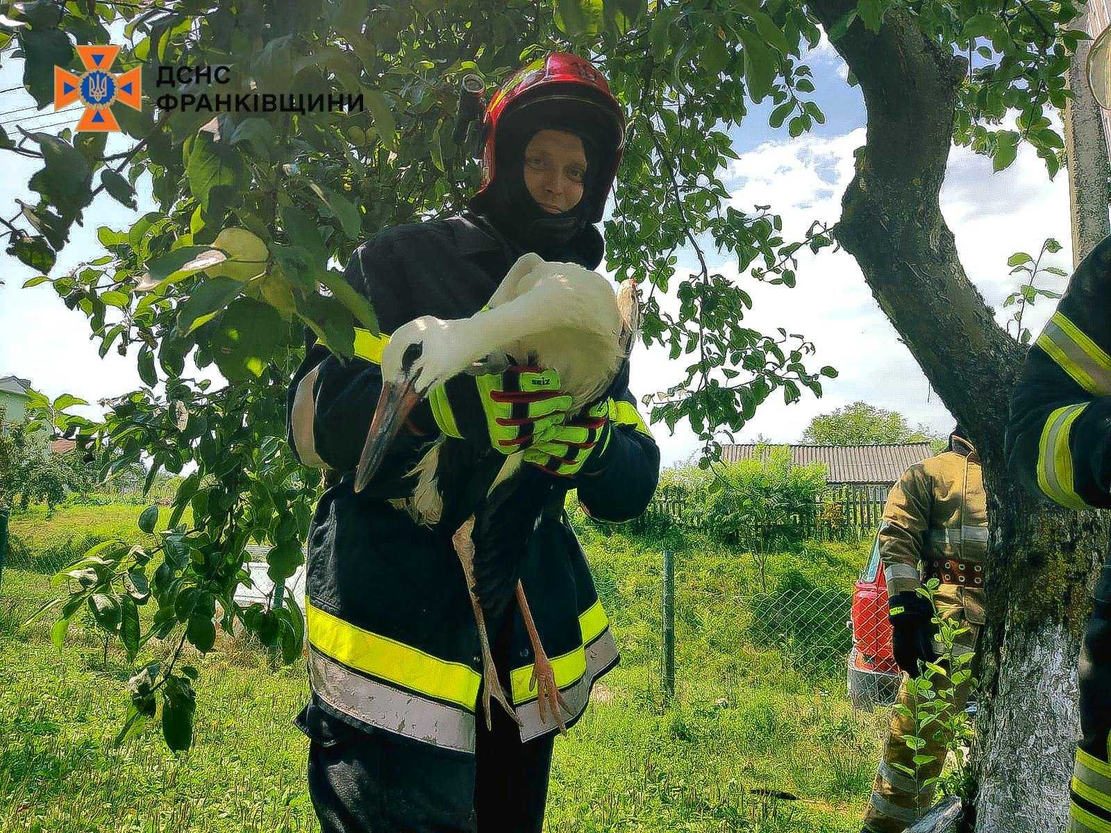 Надзвичайники врятували лелеченя, яке заплуталося в електричних дротах (ФОТО)