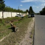 Олександр Поворознюк потрапив у ДТП