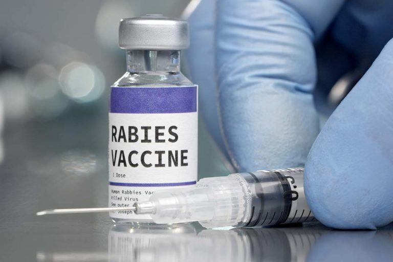 На Франківщині ліквідували 11 осередків сказу — вакцинація триває у всіх громадах