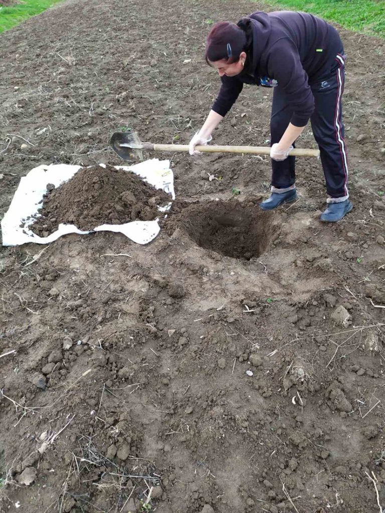Фахівці з лопатами шукали шкідників у землях Прикарпаття: що знайшли (ФОТО)