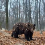 Ведмідь Галицький нацпарк