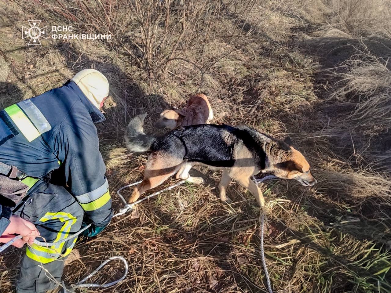 У Долині рятувальники визволили собаку з каналізаційного колодязя 
