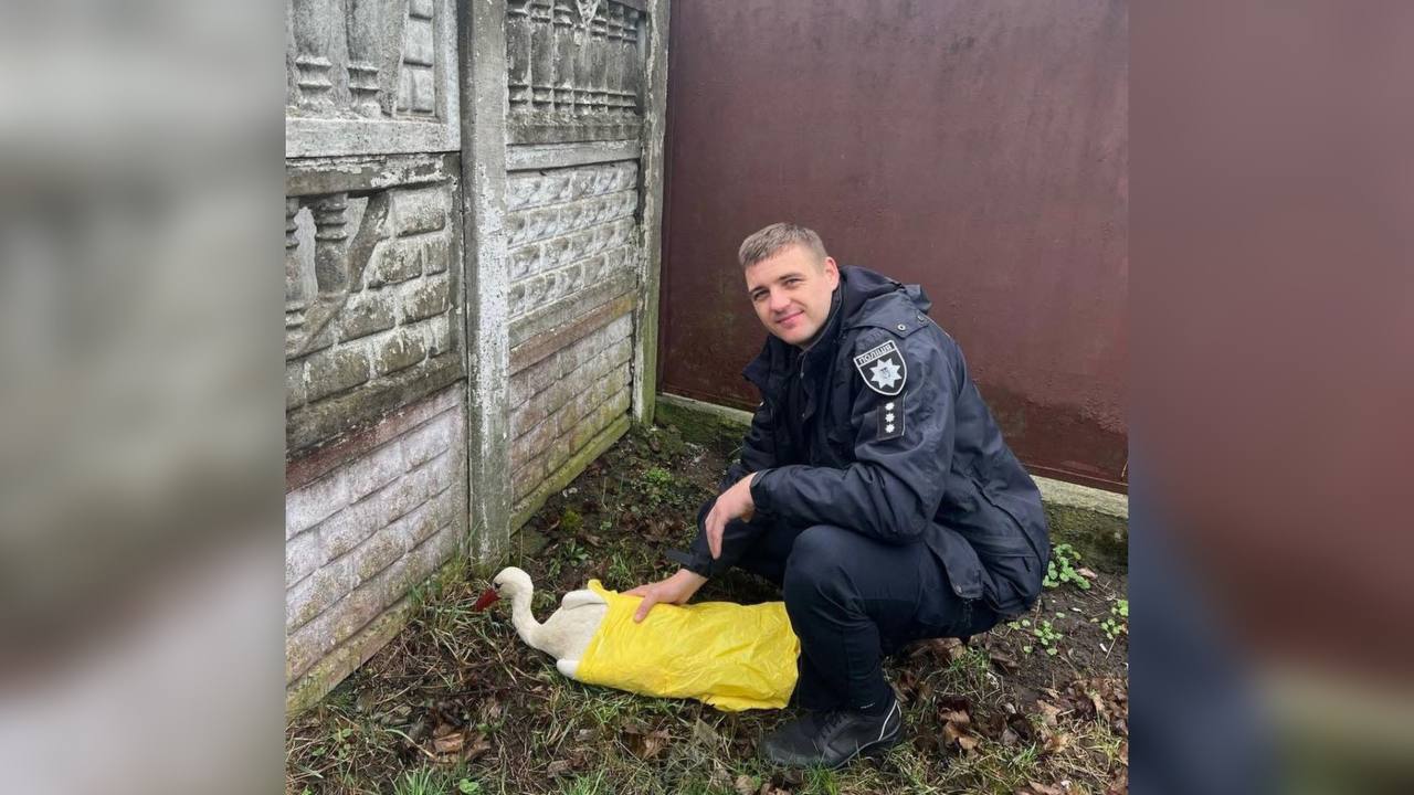 У Франківську патрульні врятували пораненого лелеку (ФОТОФАКТ)
