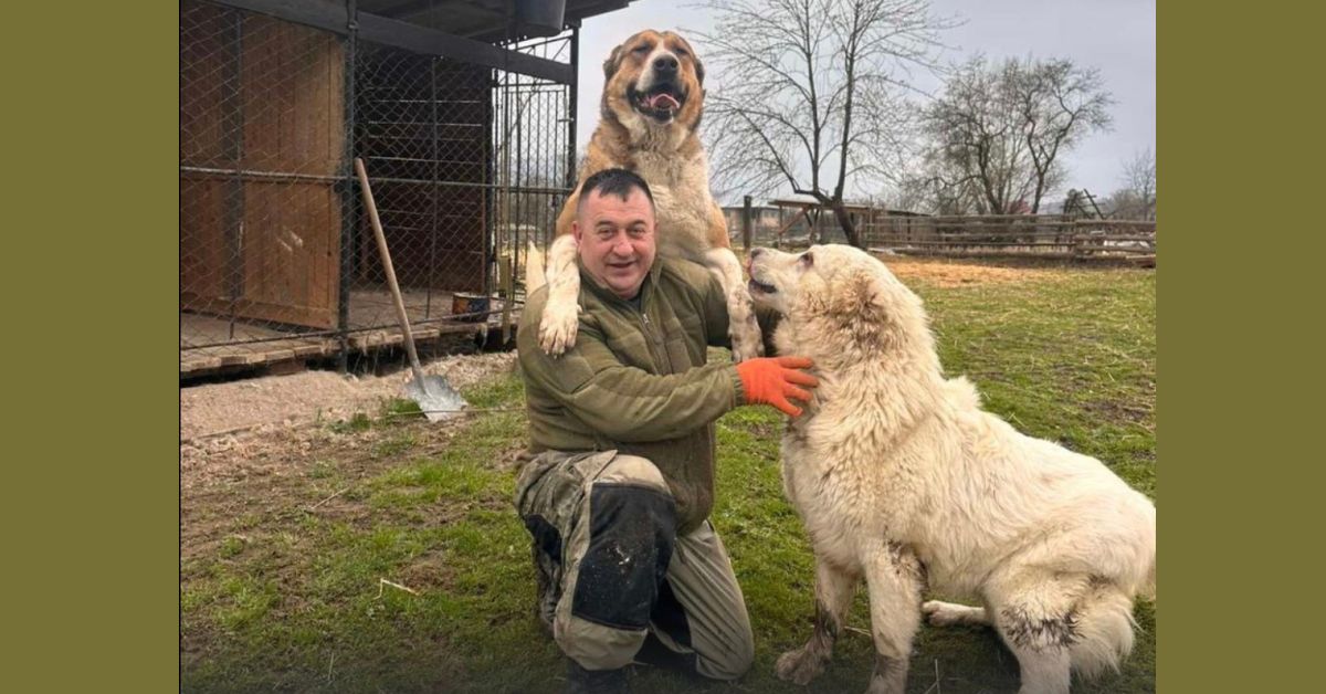 70 овець та гуцульська бриндзя: як захисник із Делятина здійснює свою мрію після війни (ФОТО)