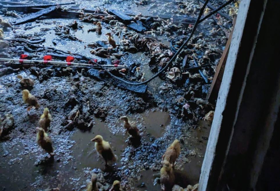У Коломийському районі врятували 900 качок на птахофермі під час пожежі (ФОТО)