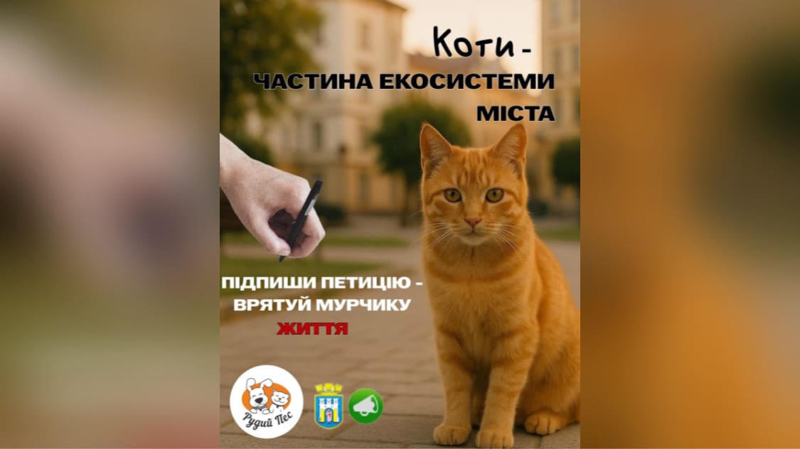 Франківські активісти закликають підтримати петицію щодо визнання котів частиною міської екосистеми