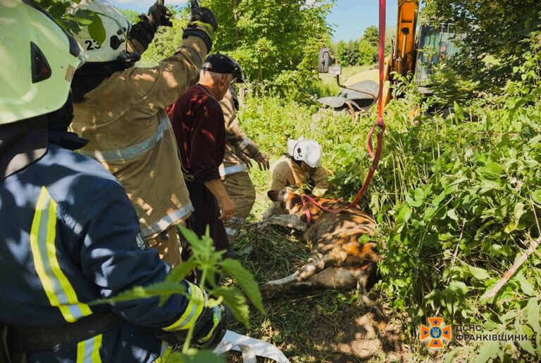 У Ямницькій громаді рятувальники з колодязя витягли корову (ФОТО)