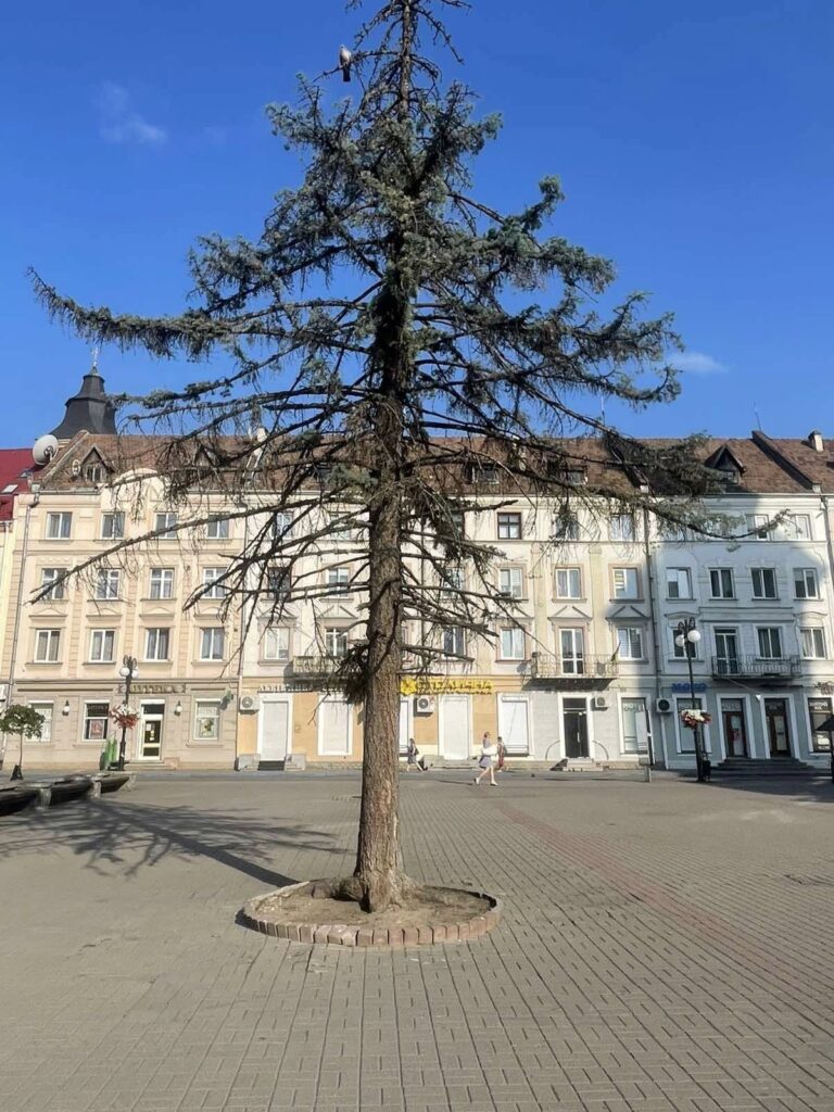 Восени біля Івано-Франківської ратуші висадять нові ялинки