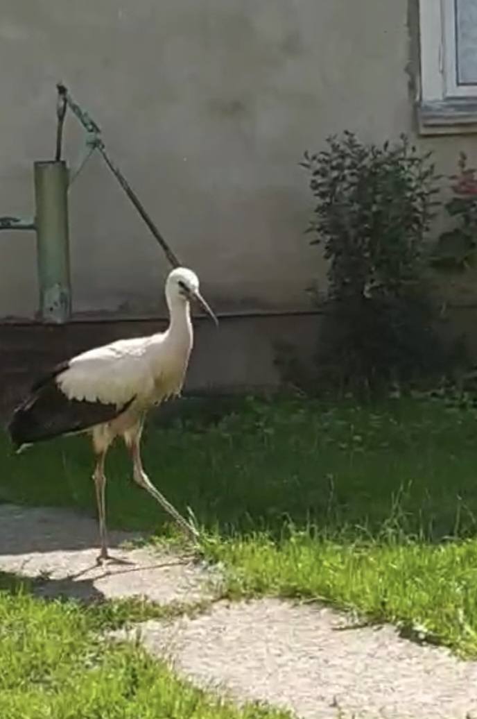 У Студінці врятували лелеку Федика, який випав з гнізда (ФОТО, ВІДЕО)