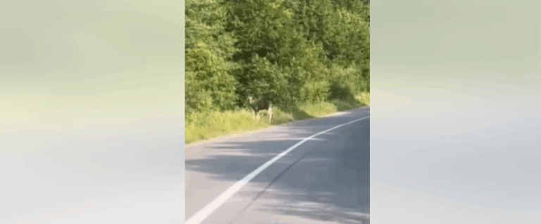 Біля Косова зафільмували чотирьох червонокнижних лосів (ВІДЕО)