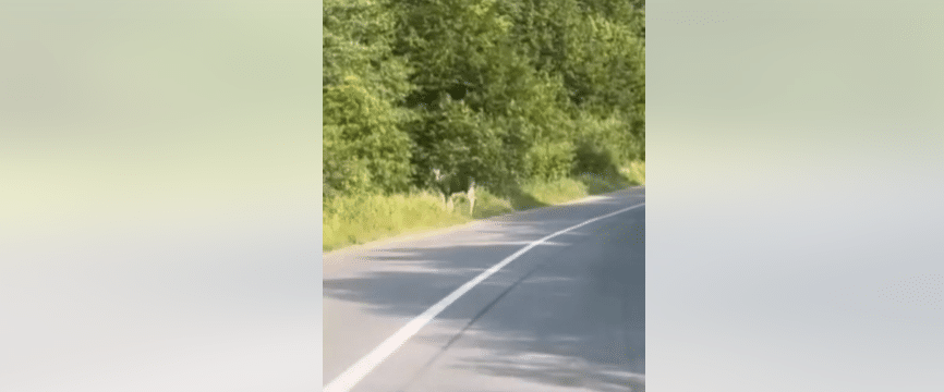 Біля Косова зафільмували чотирьох червонокнижних лосів (ВІДЕО)