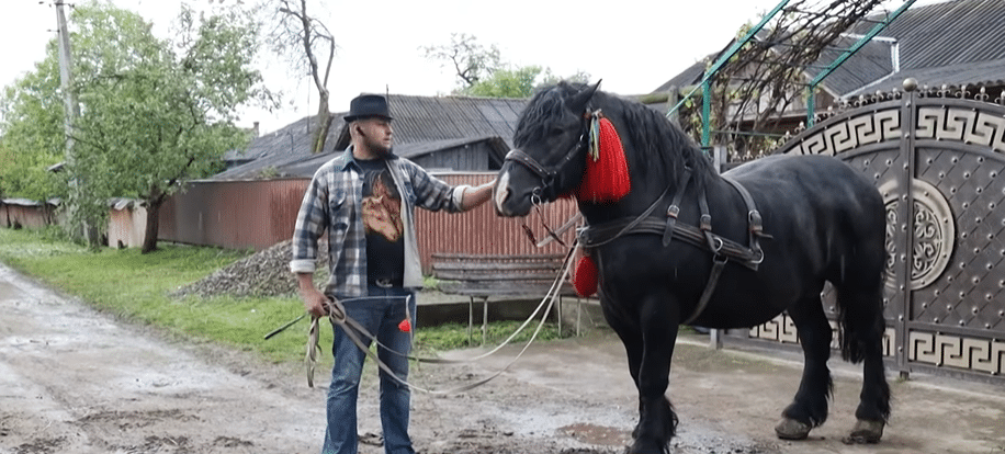 Важать понад тонну: як коней-велетнів вирощують на Коломийщині (ВІДЕО)