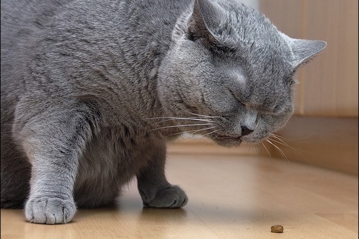 Як коти попереджають про небезпеку