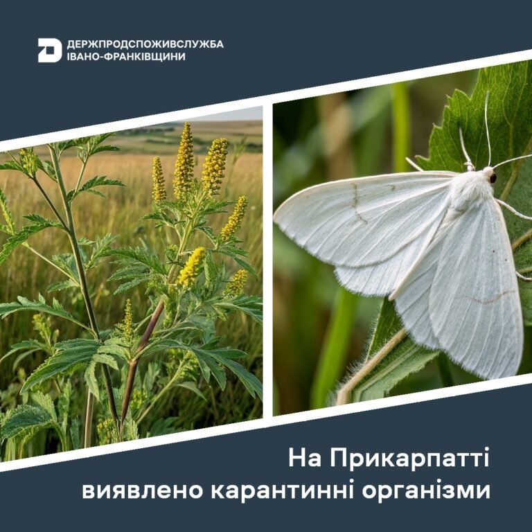 У двох селах Коломийського району виявили небезпечних карантинних шкідників