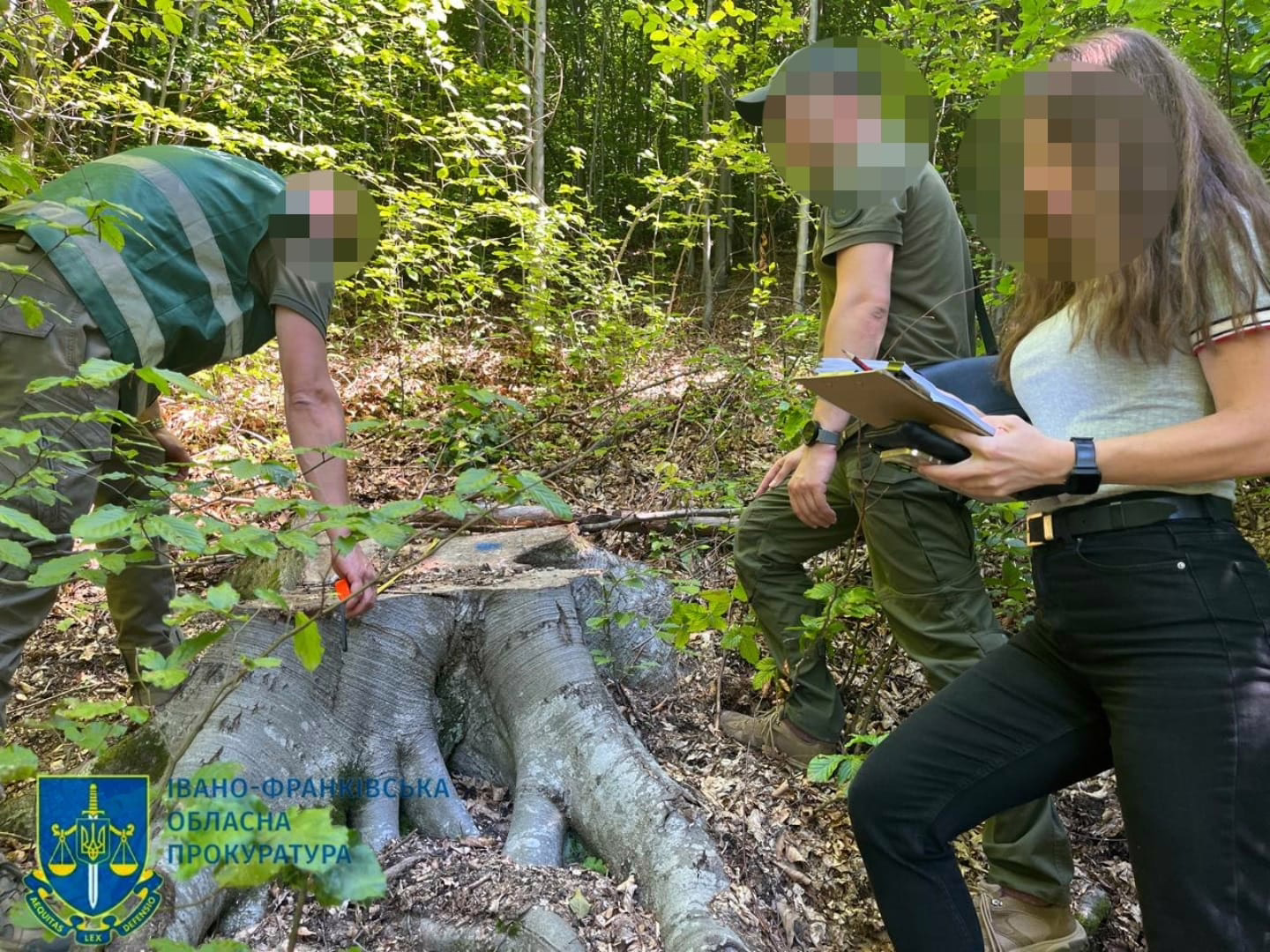 На Косівщині незаконно зрубали понад 100 дерев: збитки – понад 16 мільйонів гривень
