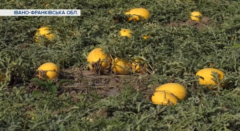 Сім’я з Куп’янщини вирощує на Прикарпатті жовті та чорні кавуни (ВІДЕО)
