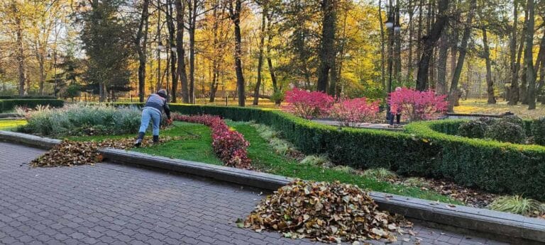 Франківські комунальники розповіли, куди “зникає” опале листя з парку (ФОТО)