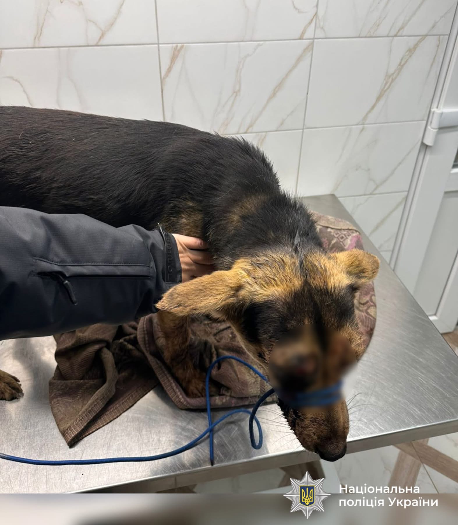 На Прикарпатті чоловік бив собаку палицею: поліція відкрила кримінальне провадження (ФОТО)