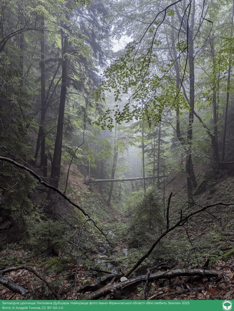 Прикарпатське урочище — серед найкращих фото у конкурсі “Вікі любить Землю”