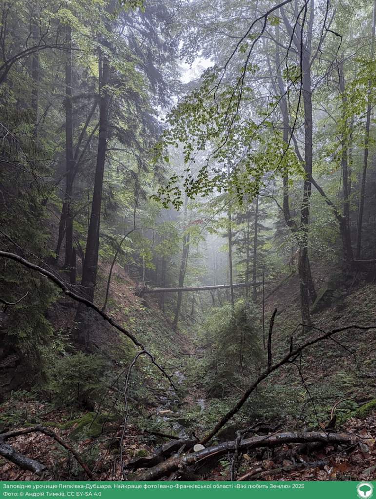 Прикарпатське урочище — серед найкращих фото у конкурсі “Вікі любить Землю”