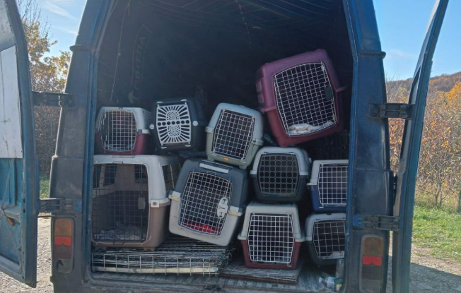 Франківські волонтери допомогли воїнам евакуювати з фронту 30 котів і двох собак (ФОТО, ВІДЕО)