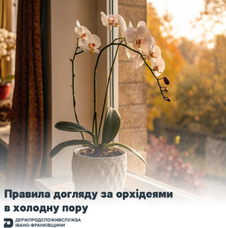 Правила догляду за орхідеями в холодну пору
