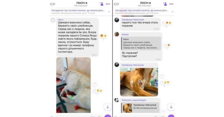 У Лисецькій громаді підстрелили собаку: поліція проводить перевірку