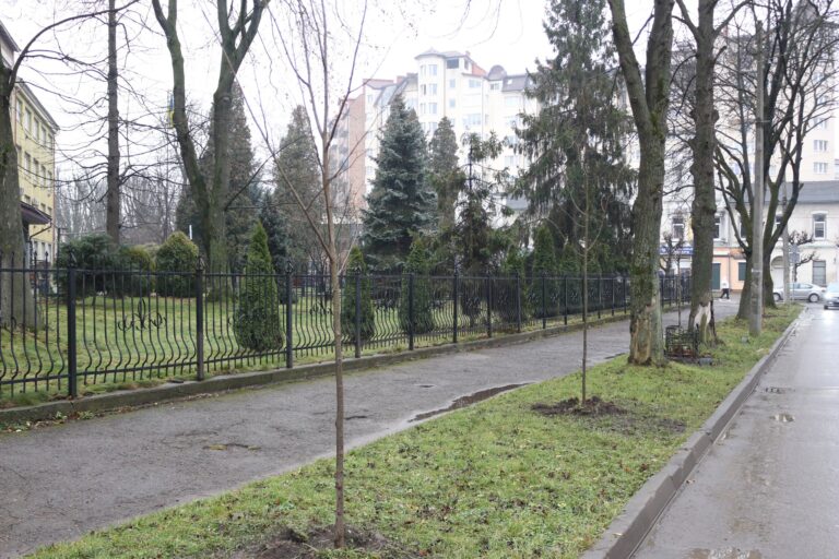 Липи, клени та декоративні сливи: у Коломиї висадили 53 дерева (ФОТО)