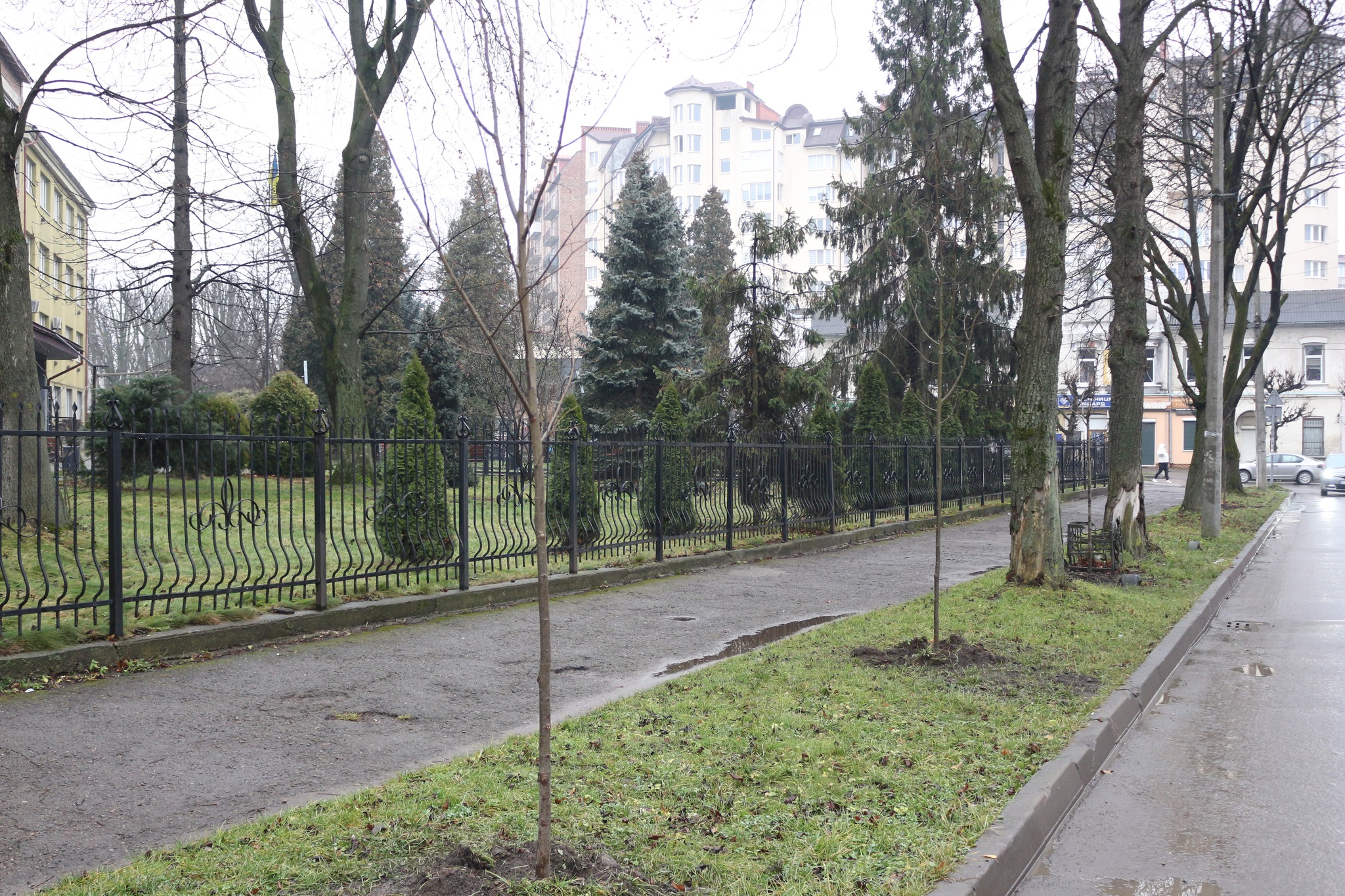 Липи, клени та декоративні сливи: у Коломиї висадили 53 дерева (ФОТО)