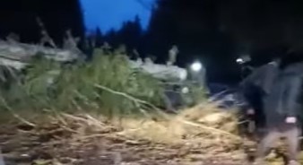 Сильний вітер повалив дерева на двох трасах Прикарпаття
