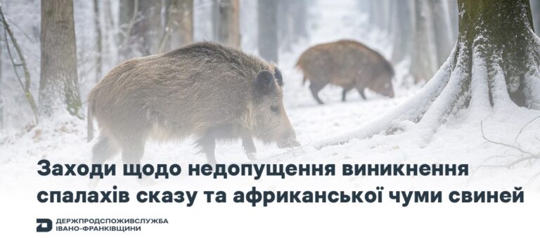На Франківщині дозволили активно відстрілювати диких свиней та лисиць: в чому причина