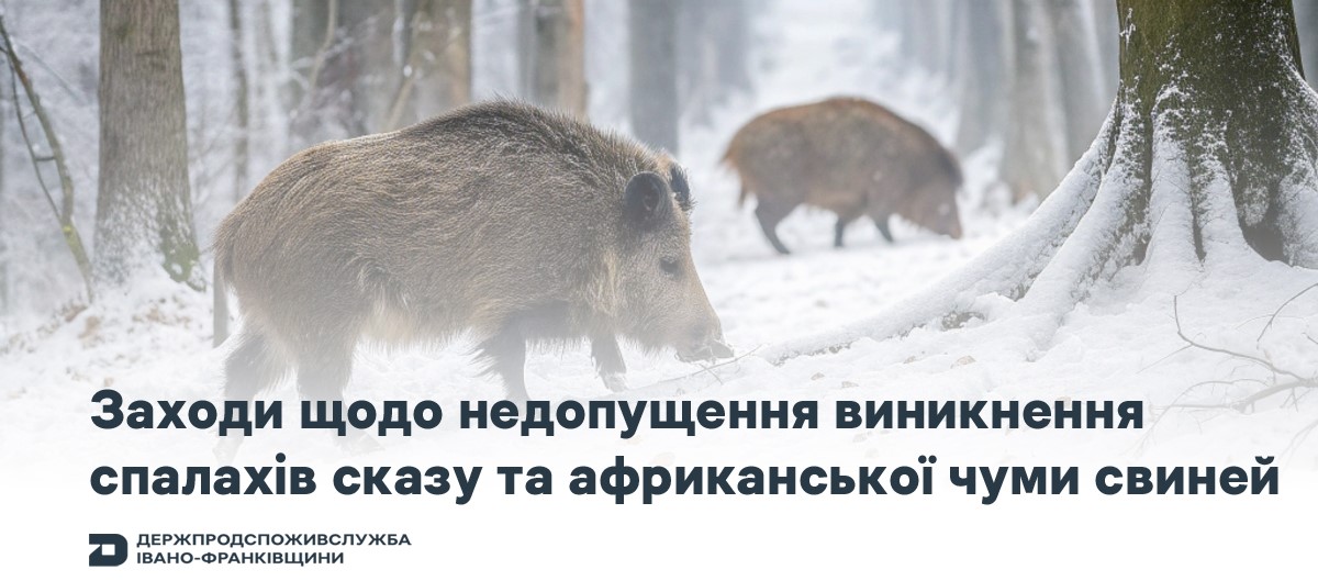 На Франківщині дозволили активно відстрілювати диких свиней та лисиць: в чому причина