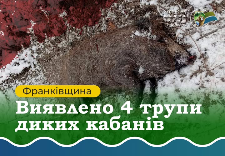 На Прикарпатті знайшли чотирьох мертвих диких кабанів із африканською чумою свиней