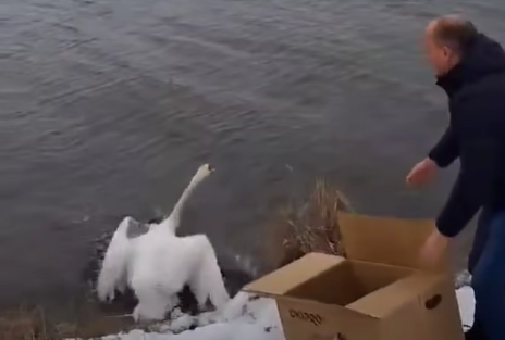 На Бурштинське водосховище випустили реабілітованого лебедя-шипуна (ВІДЕО)