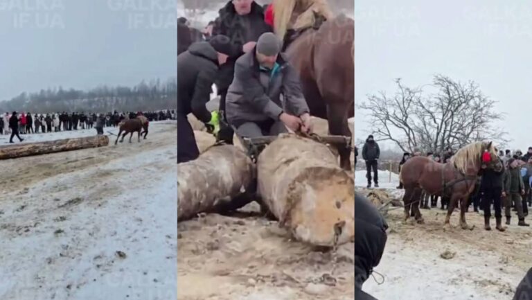 Поліція відкрила кримінальне провадження через можливе жорстоке поводження над кіньми на Франківщині