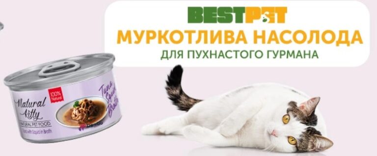 Найкращий корм для стерилізованих котів: смачні та якісні варіанти в Україні