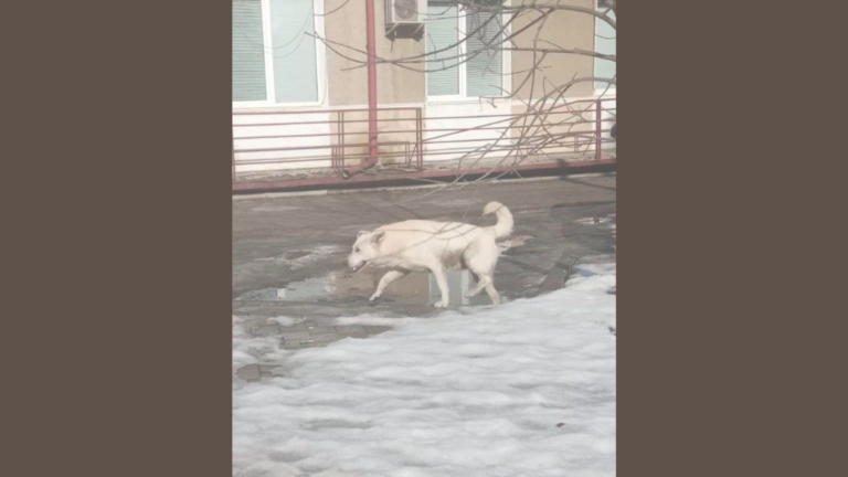 “Покусав кількох людей”: у Надвірній попереджають про агресивного собаку (ФОТО ТВАРИНИ)