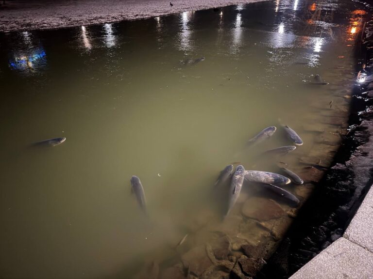 На “лебединому озері” в парку завмерла риба: фахівці обстежили водойму і звернулися до франківців