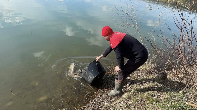 Очистять водойму від надмірної рослинності: на Надвірнянщині в озеро випустили 318 кг риби (ФОТО)