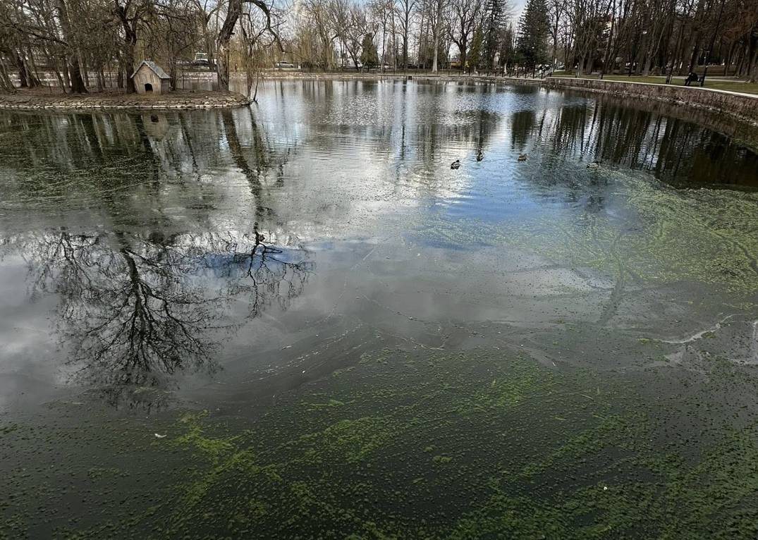 У Франківську “зацвіло” Лебедине озеро: фахівці назвали причини та просять не годувати птахів