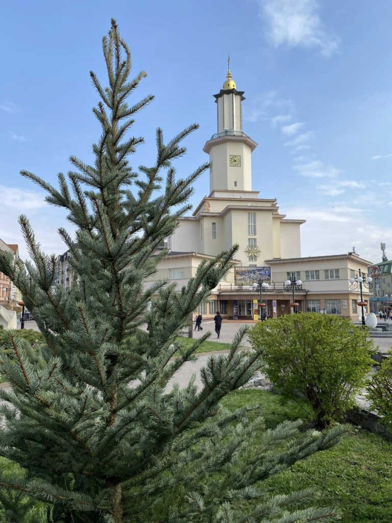 На місці зрізаних ялин біля Ратуші висадили нові дерева (ФОТО)