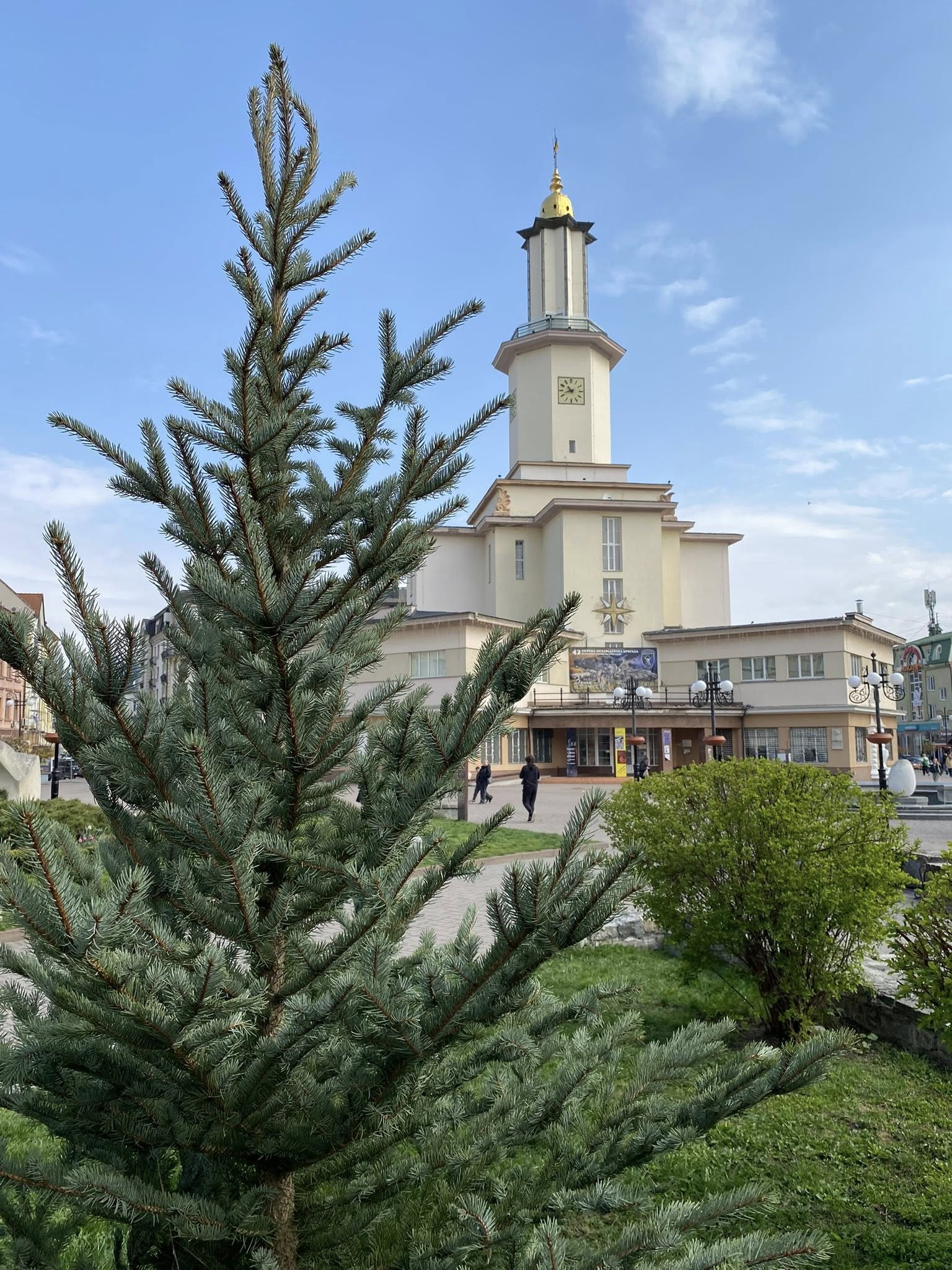 На місці зрізаних ялин біля Ратуші висадили нові дерева (ФОТО)